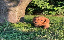 Cockapoo dogs for sale: Deep Fox Red Cockerpoos  - Image 9
