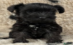 Miniature Schnauzer dogs for sale: Miniature schnauzers pups - Image 4