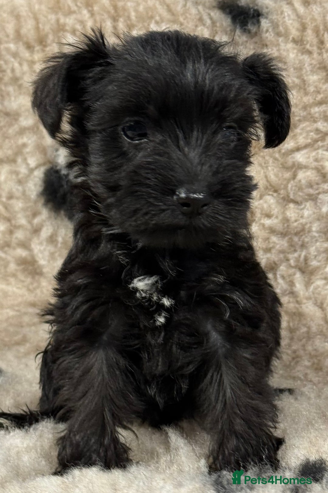 Miniature Schnauzer dogs for sale: Miniature schnauzers pups - Image 4