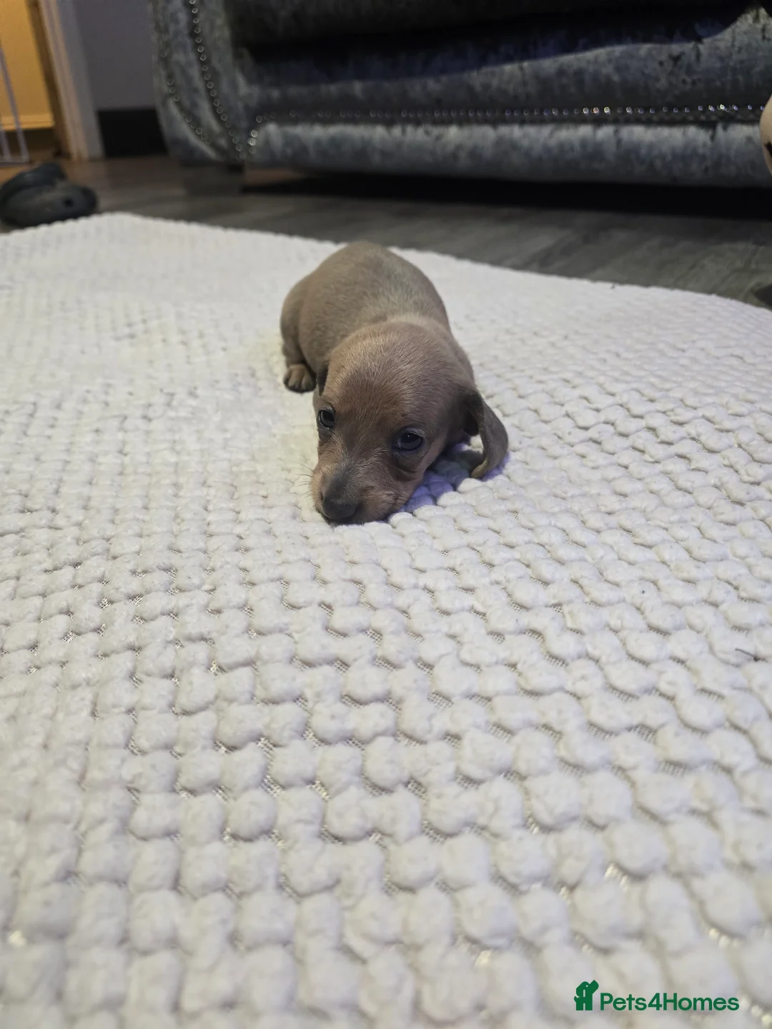 Miniature Dachshund dogs for sale: Miniature daschunds - Advert 4