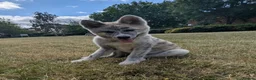 Japanese Akita Inu dogs for sale: Beautiful RKC akita puppies full pedigree  - Advert 5