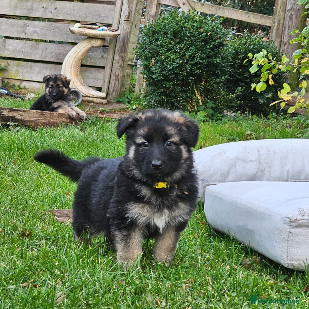 German Shepherd dogs for sale: Outstanding long coat German shepherd puppies  - Image 28