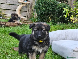 German Shepherd dogs - Advert 3