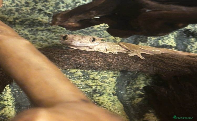 Gecko reptiles Crested gecko with whole set up - Advert 4