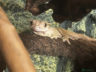 Gecko reptiles for sale: Crested gecko with whole set up - Advert 1