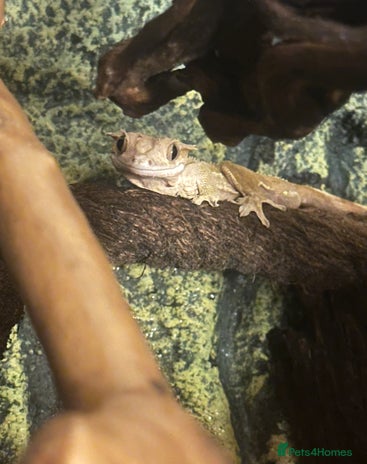 Gecko reptiles Crested gecko with whole set up - Advert 2