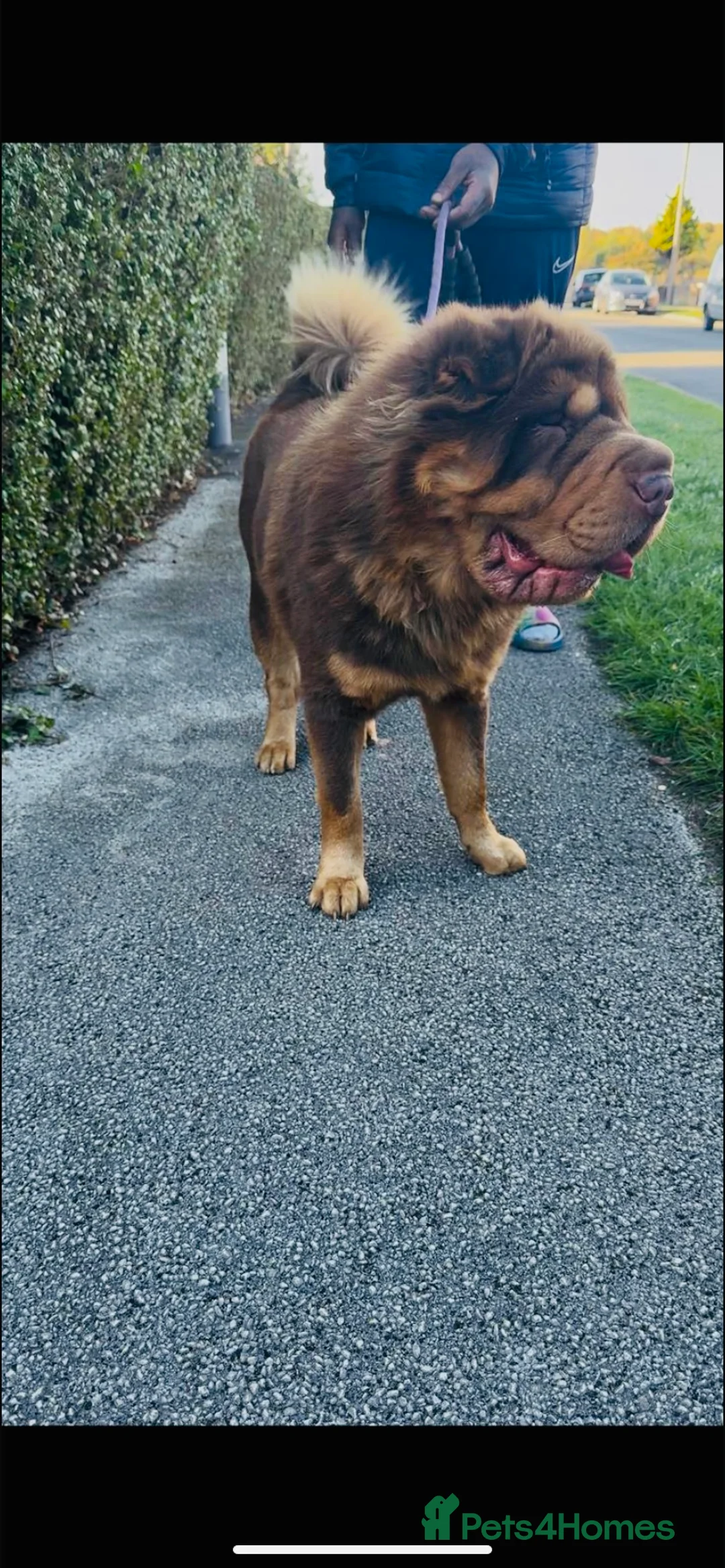 Shar Pei dogs for stud: Choc and tan top quality Sharpei stud  - Advert 5