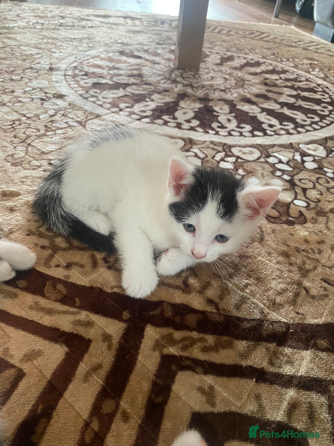 Domestic Shorthair cats for sale: Luna, Snow, Minx & Oreo - 10 Weeks old - Image 7
