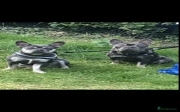 French Bulldog dogs for sale: REDUCED French Bull Dog Pups  - Image 15