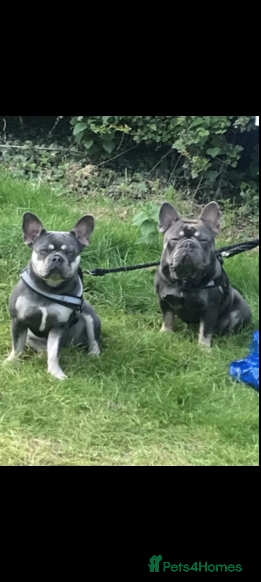French Bulldog dogs for sale: REDUCED French Bull Dog Pups  - Image 15