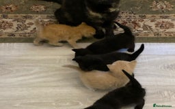 Domestic Shorthair cats for sale: **READY NOW** kittens - Image 5