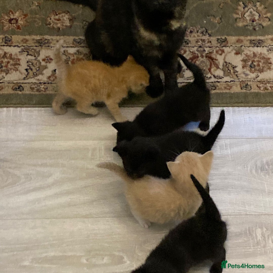 Domestic Shorthair cats for sale: **READY NOW** kittens - Image 5