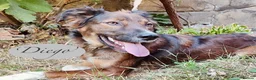 Mixed Breed dogs for adoption: Diego, 1-2 yrs old. Available for adoption. in Brixham - Advert 11