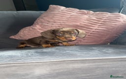 Miniature Dachshund dogs for sale: 5 gorgeous mini dachshund puppies - Image 13