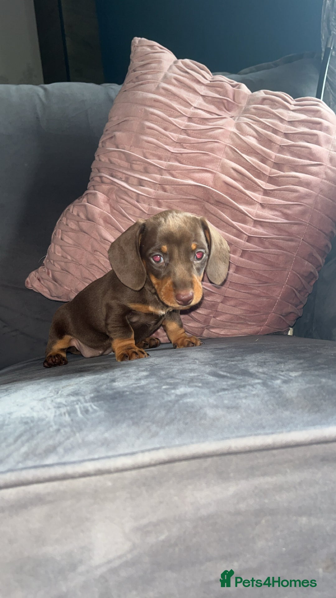 Miniature Dachshund dogs for sale: 5 gorgeous mini dachshund puppies - Image 13