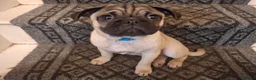 Pug dogs for sale: Lovely pug pups for sale - Advert 5