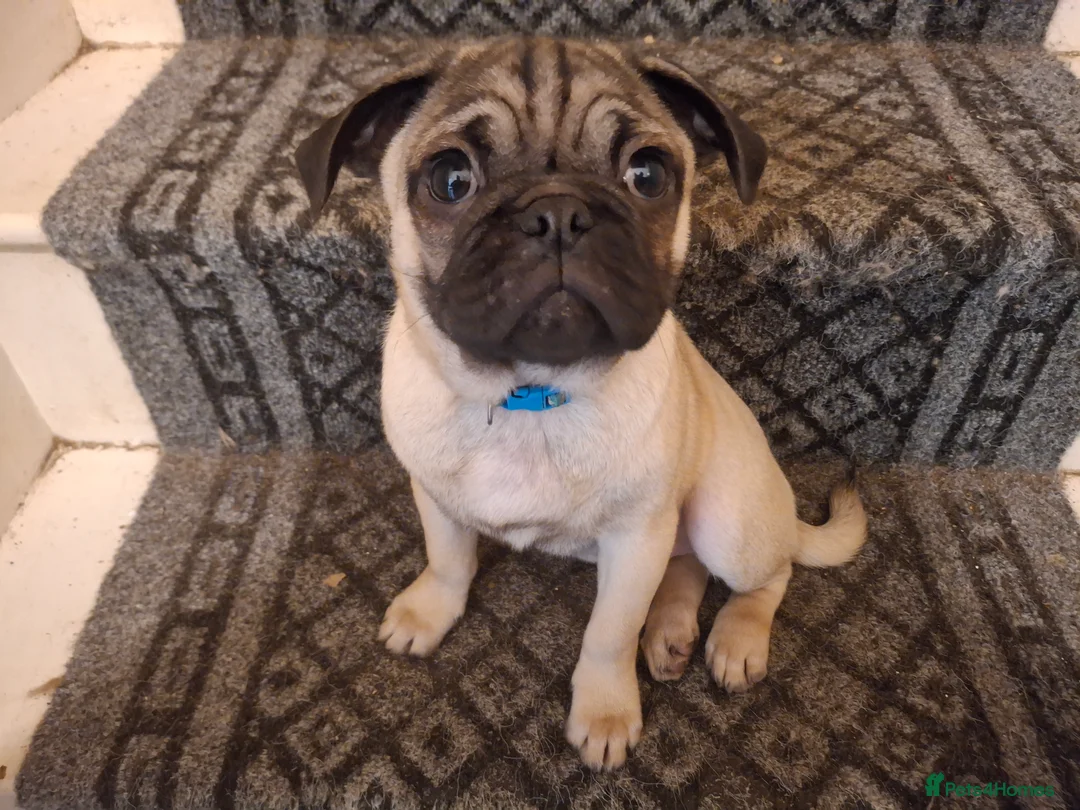 Pug dogs for sale: Lovely pug pups for sale - Advert 5