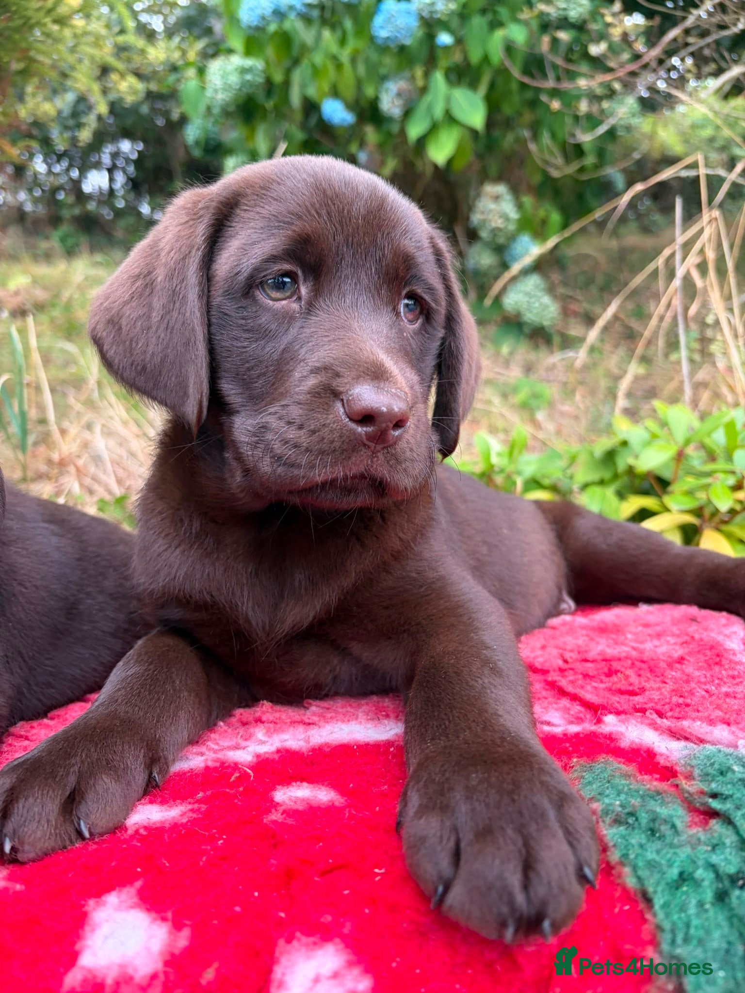Labrador Retriever dogs 2 girls available Extenively health Tested READY - Advert 1