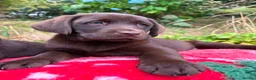 Labrador Retriever dogs for sale: 2 girls available Extenively health Tested READY - Advert 4