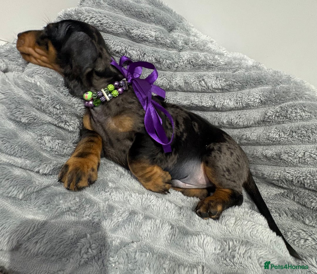 Miniature Dachshund dogs for sale: Gorgeous Miniature Dachshunds - Advert 26