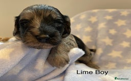 Cockapoo dogs for sale: Stunning F2 Cockapoo puppies fully DNA tested  - Image 13