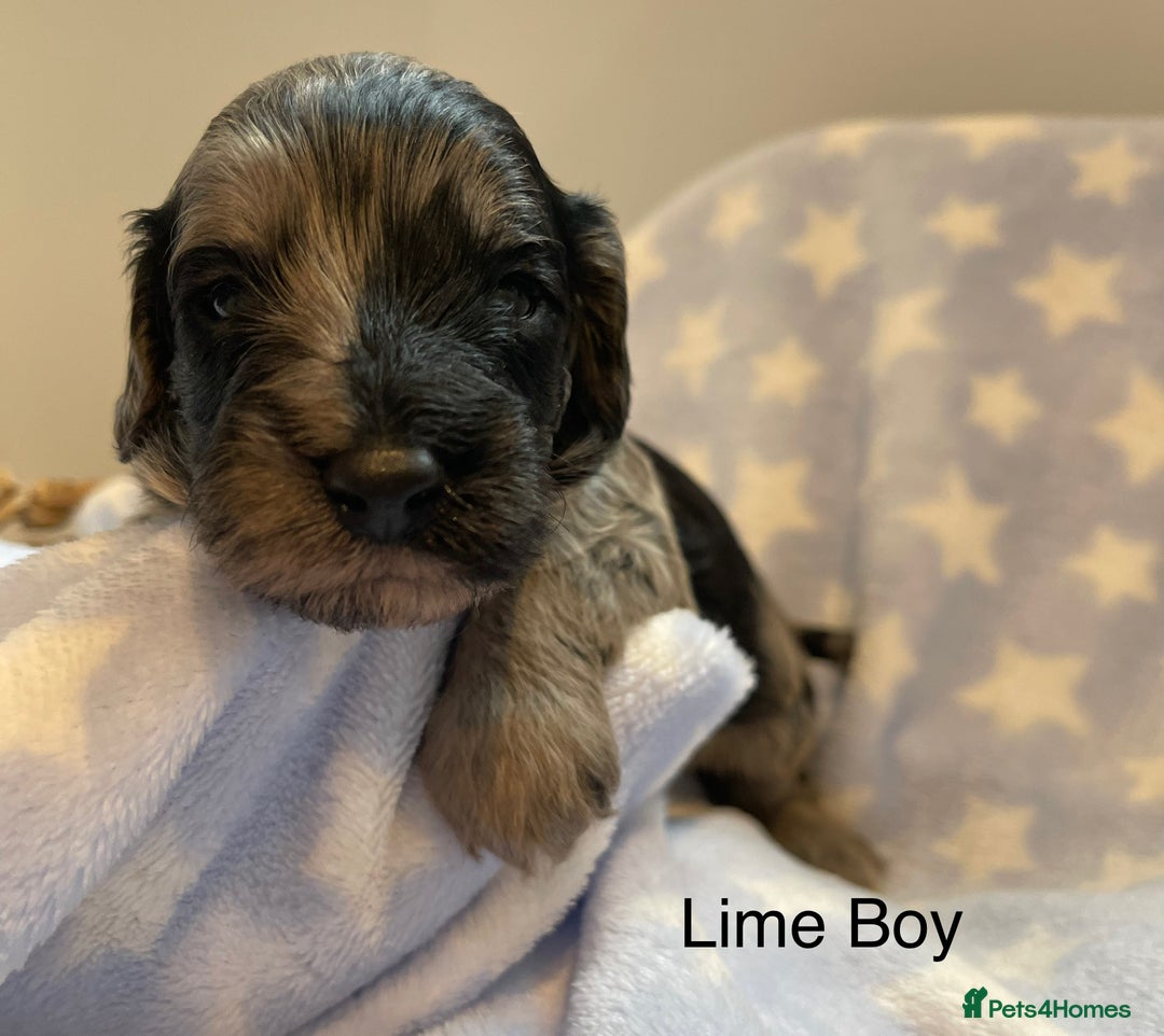 Cockapoo dogs for sale: Stunning F2 Cockapoo puppies fully DNA tested  - Image 13