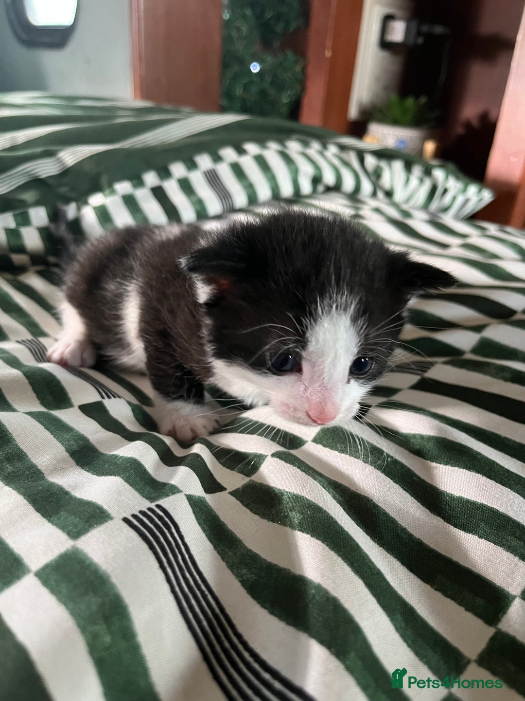 Mixed Breed cats for sale: Mixed Russian blue  - Image 5
