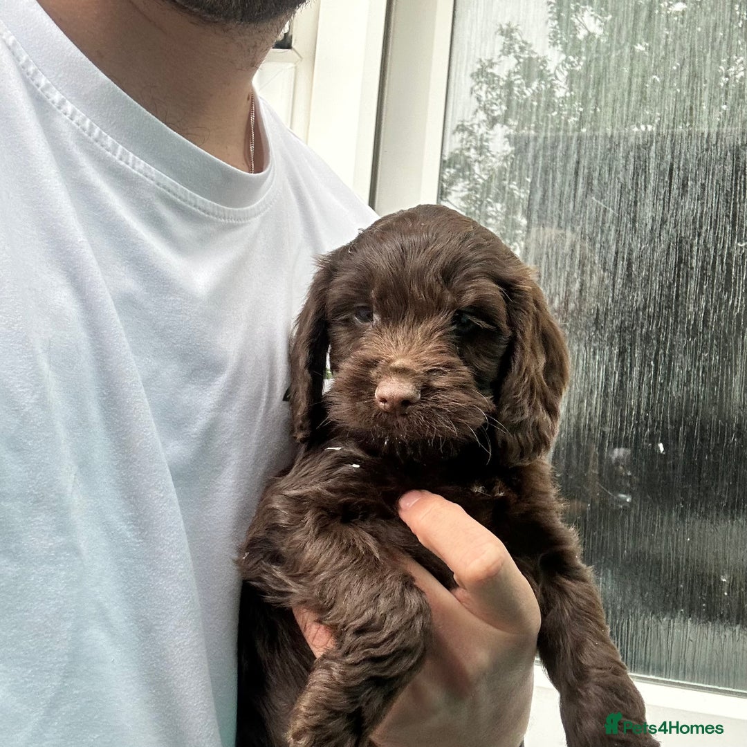 Cockapoo dogs for sale: 🌟 Stunning Cockapoo puppies  🌟  - Image 5