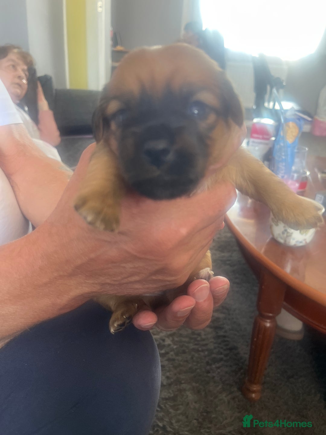 Mixed Breed dogs for sale: Beautiful dachshund/jug x terrier - Image 13