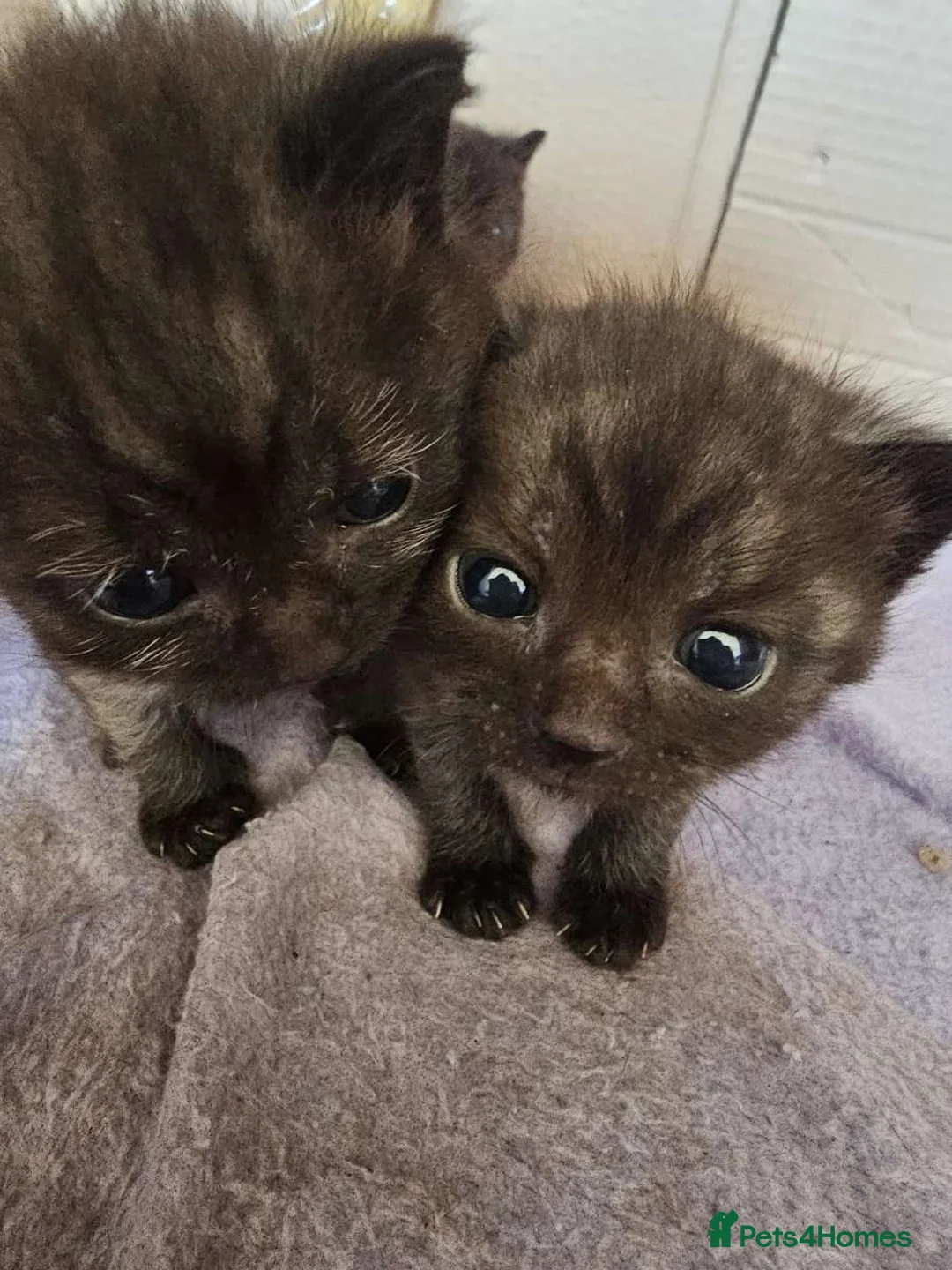 Domestic Shorthair cats for sale: 4 Beautiful Black Kittens  - Advert 2