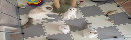 Ragdoll cats for sale: 🐾 Beautiful Blue Bi-Colour Ragdoll Kittens 🐾 - Advert 5