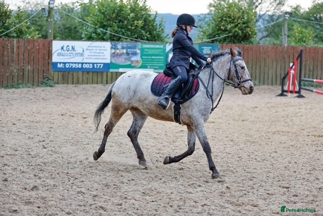 Appaloosa horses for sale: 13.1 hh Appaloosa Mare  - Image 4