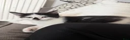 Mixed Breed cats for sale: 3 gorgeous black&white female kittens - Advert 8