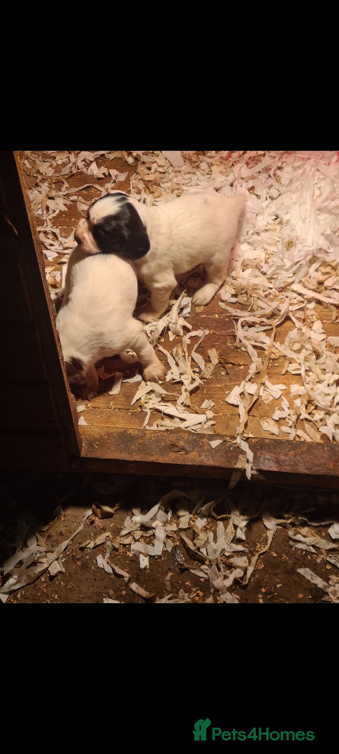 English Springer Spaniel dogs English springer spaniel pups - Advert 14