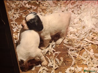 English Springer Spaniel dogs English springer spaniel pups - Advert 1