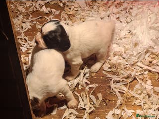 English Springer Spaniel dogs English springer spaniel pups - Advert 13