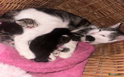 Mixed Breed cats for sale: Kittens looking for forever loving homes - Image 8