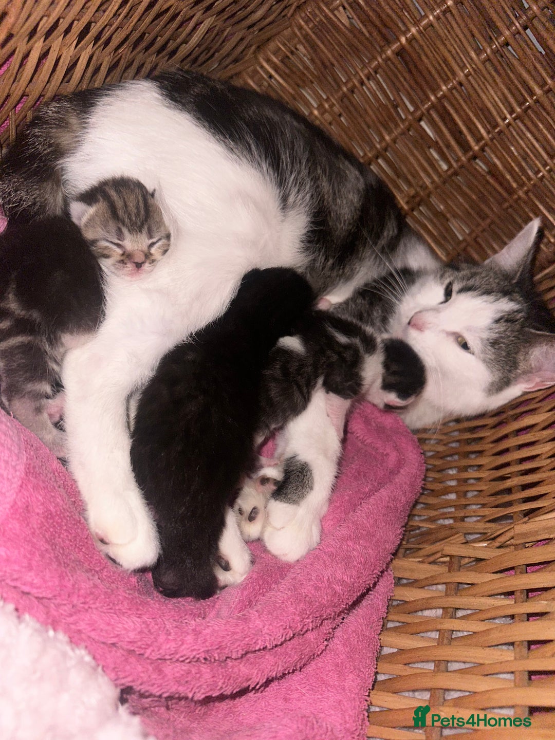 Mixed Breed cats for sale: Kittens looking for forever loving homes - Image 8