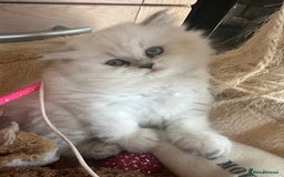 Persian cats for sale: 2 beautiful  persian pedigree chinchilla kittens - Image 1