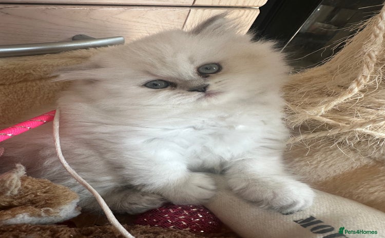 Persian cats - Advert 4