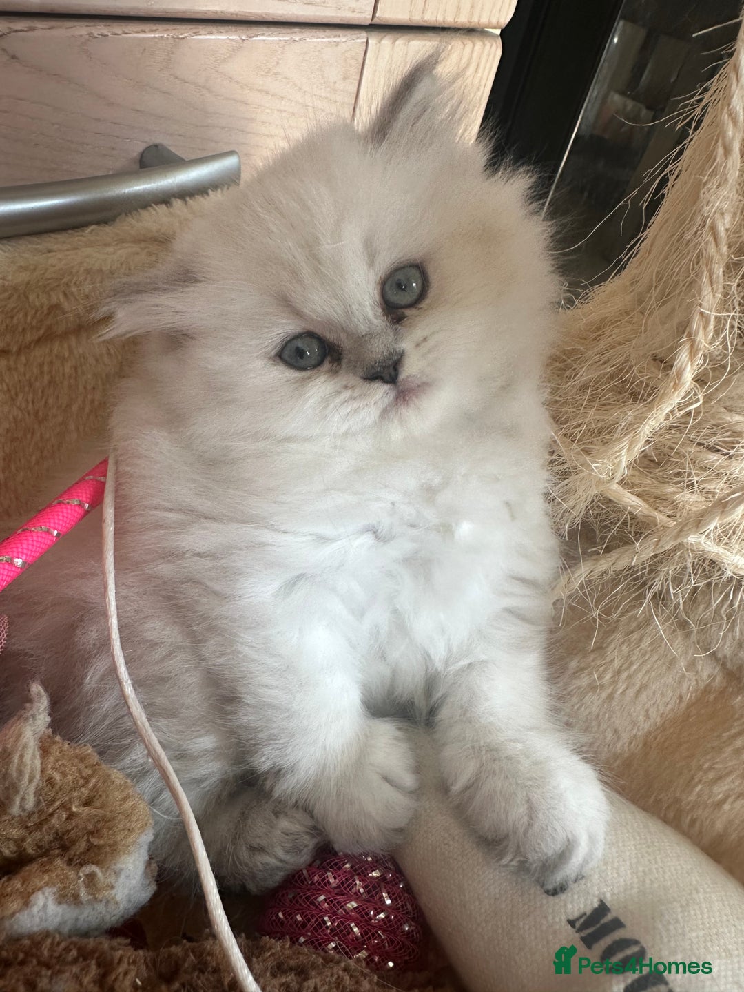 Persian cats for sale: 2 beautiful  persian pedigree chinchilla kittens - Image 1