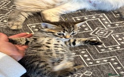Siberian cats for sale: Kittens for sale  - Image 6