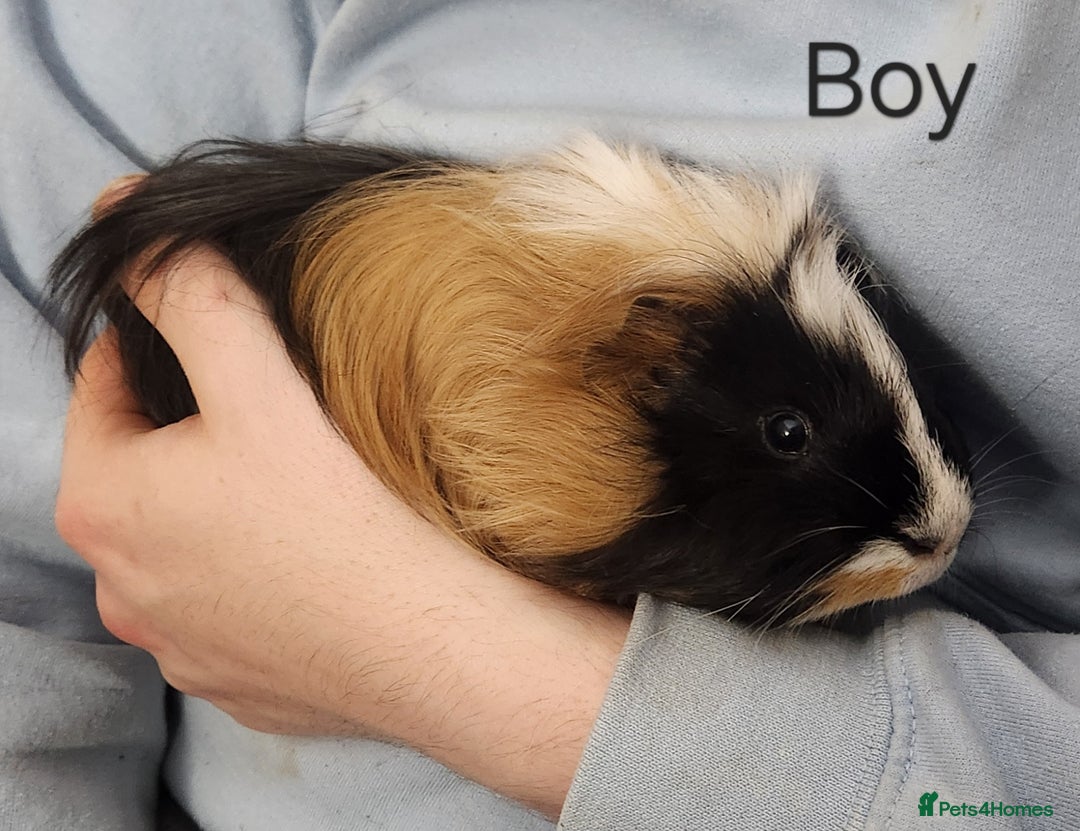 Guinea Pig rodents for sale: Cute Guinea Pigs - Advert 5