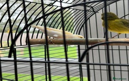 Canaries birds for sale: Pair of Canaries with Cage - Image 7