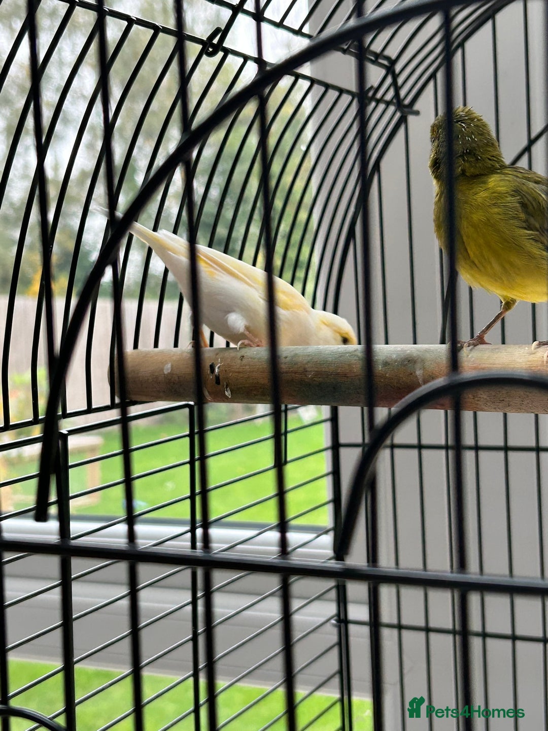 Canaries birds for sale: Pair of Canaries with Cage - Image 7