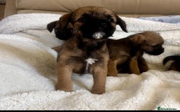 Border Terrier dogs for sale: Border terrier puppies  - Image 4