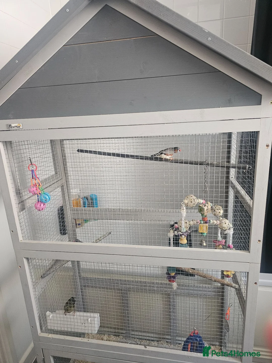 Canaries birds for sale: Canary amd zebra finches  - Advert 4