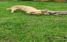 Chihuahua dogs for sale: Mini  **  chihuahua puppies  - Image 3