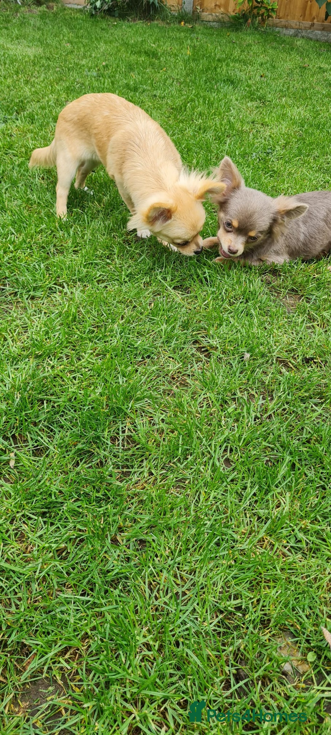 Chihuahua dogs for sale: Mini  **  chihuahua puppies  - Image 3