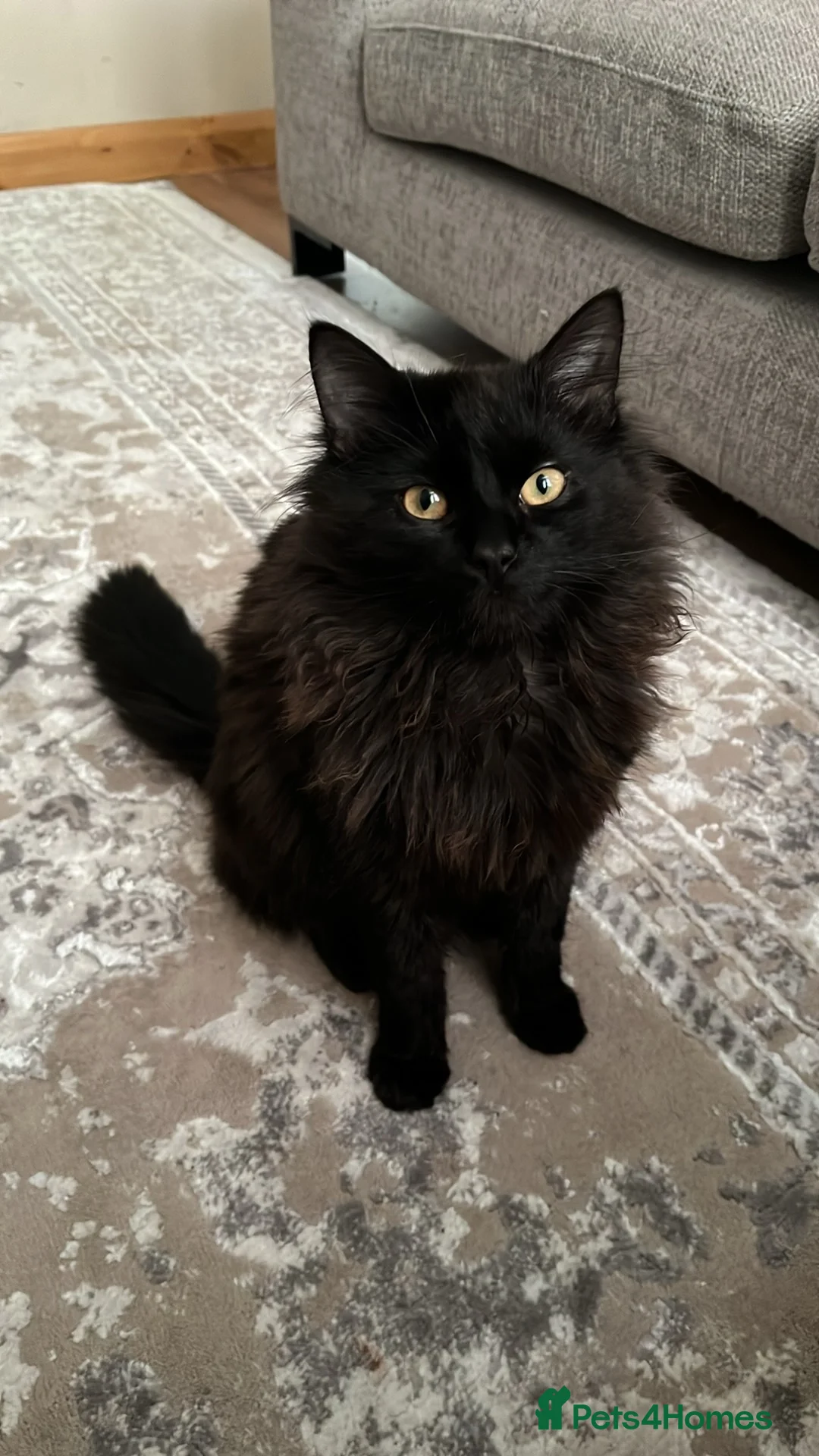 Mixed Breed cats for sale: Alfie in Preston - Advert 1